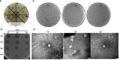 Isolation and identification of a novel phage targeting clinical multidrug-resistant Corynebacterium striatum isolates